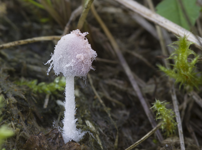 Coprinopsis pseudonivea